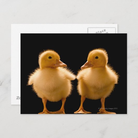 2羽のアヒルがお互いを見つめている ポストカード (正面/裏面)
