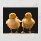 2羽のアヒルがお互いを見つめている ポストカード (正面)
