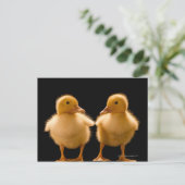 2羽のアヒルがお互いを見つめている ポストカード (スタンド正面)