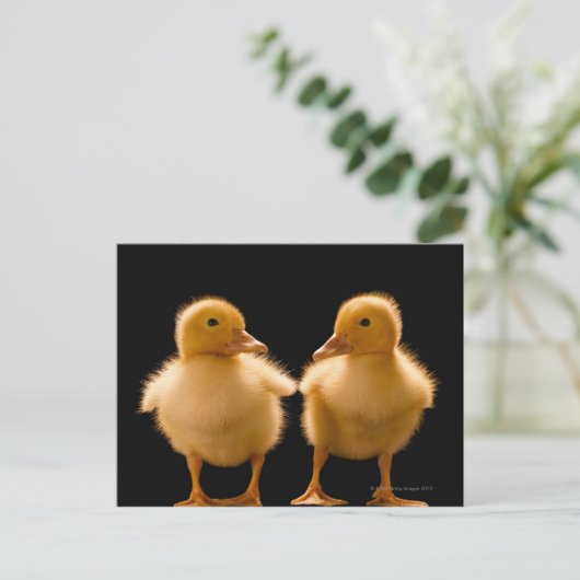 2羽のアヒルがお互いを見つめている ポストカード (スタンド正面)