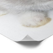 2羽のウサギ。オランダ矮星とホランドロップ。 ポスター (角)