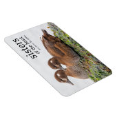 2羽のカモが岩の上で歩く マグネット (右側)