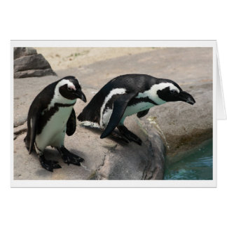 2羽のペンギンの写真カード