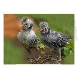 2羽のポーランドのひよこ-かわいいベビーの鶏