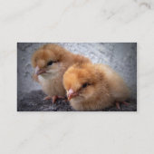 2羽のロードアイランド赤のひよこの写真のヴィグネット 名刺 (裏面)