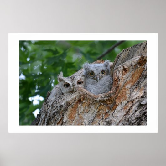 2羽の小love鳥 ポスター (正面)