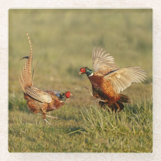 2羽の男性のリング首のキジの戦い ガラスコースター (正面)
