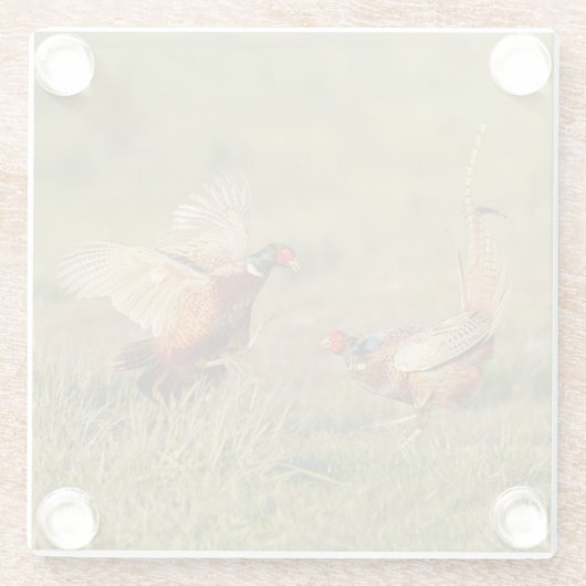 2羽の男性のリング首のキジの戦い ガラスコースター (裏面)