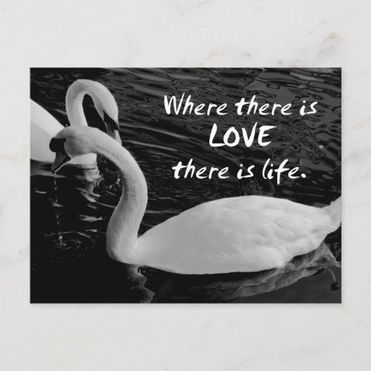 2羽の白鳥の湖 ポストカード (正面)