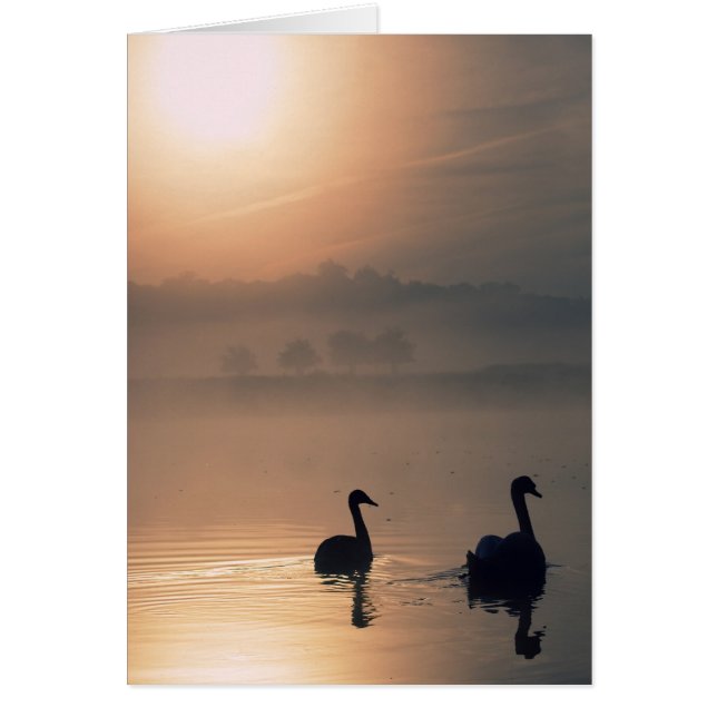 2羽の白鳥 (正面)