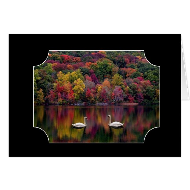 2羽の白鳥 (正面横)