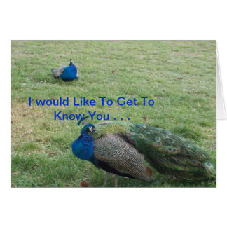 2羽の美しい孔雀