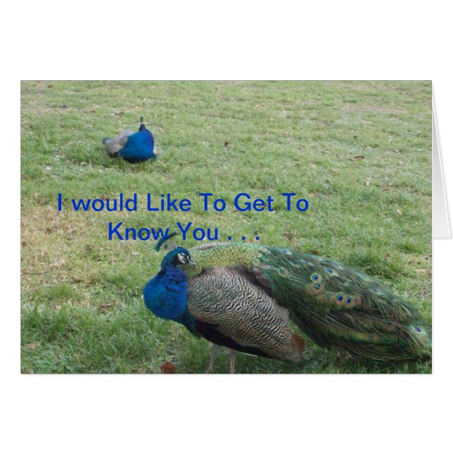 2羽の美しい孔雀 (正面横)