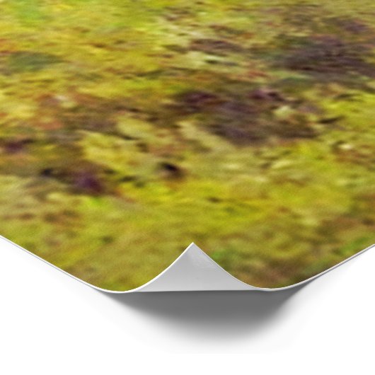 2羽の美しい鳥 ポスター (角)