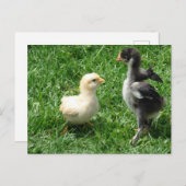 2羽の雛が少し意見の相違 ポストカード (正面/裏面)