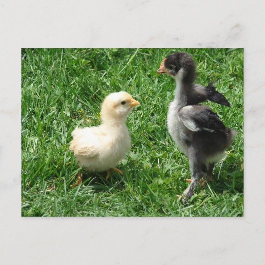 2羽の雛が少し意見の相違 ポストカード (正面)