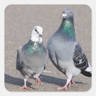 2羽の鳩 スクエアシール