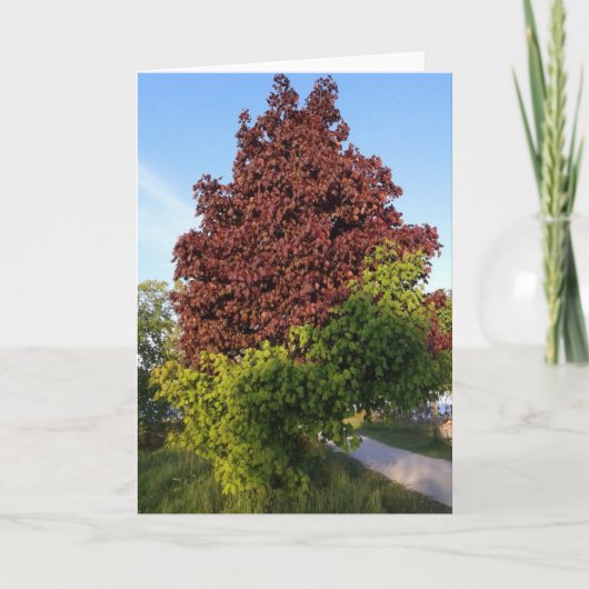 2色の奇数違う自然の木 カード (正面)