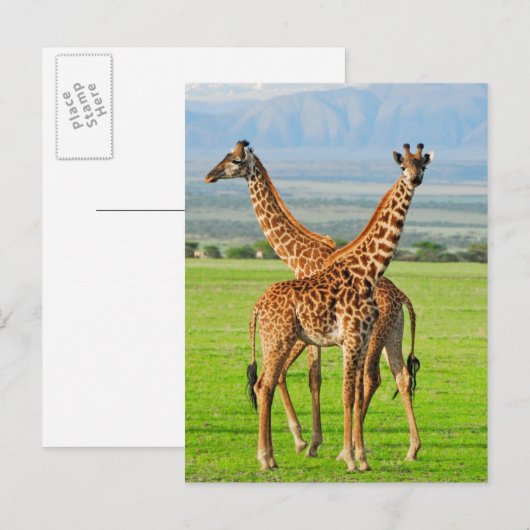 2頭のキリン ポストカード (正面/裏面)