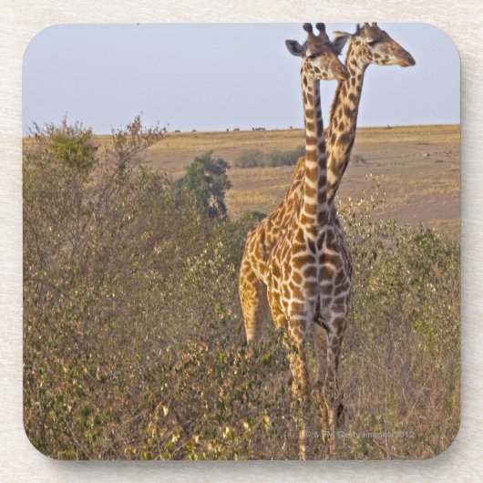 2頭のキリン(Giraffaのcamelopardalis)、マサイ語 コースター (正面)