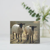 2頭のサフォークのヒツジの午後の日光 ポストカード (スタンド正面)
