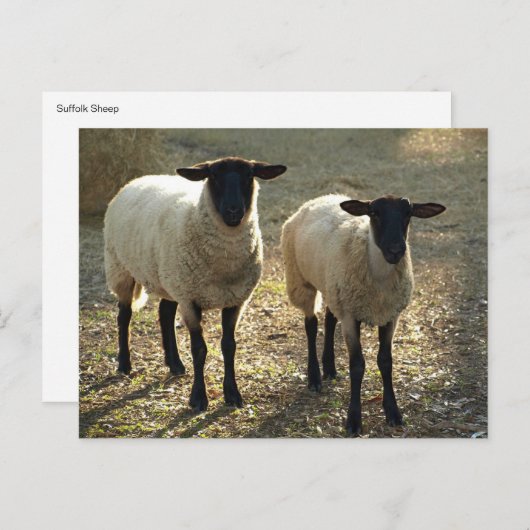 2頭のサフォークのヒツジの午後の日光 ポストカード (正面/裏面)