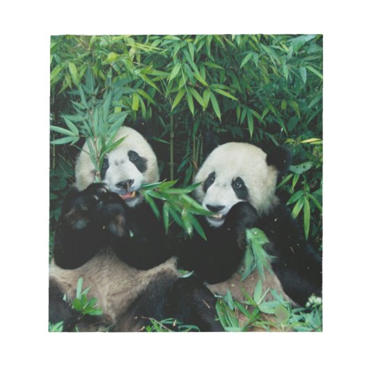 2頭のジャイアントパンダが竹を食べる、臥龍 ノートパッド (正面)