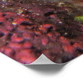 2頭のライオンフィッシュ ポスター (角)