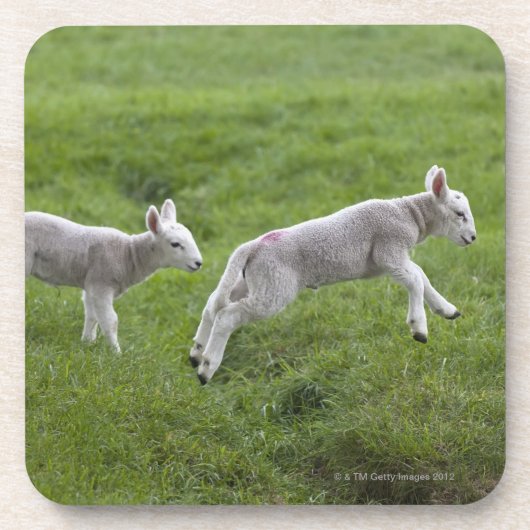 2頭の子ヒツジ コースター (正面)
