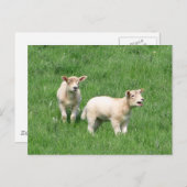 2頭の子羊 ポストカード (正面/裏面)