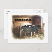 2頭の牛 ポストカード (正面/裏面)