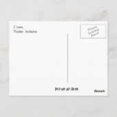 2頭の牛 ポストカード (裏面)