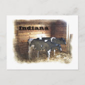 2頭の牛 ポストカード (正面)