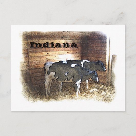 2頭の牛 ポストカード (正面)