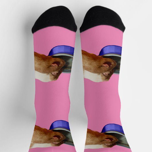 2頭の茶色と白のモルモット飲み込み、靴下 ソックス (上部)