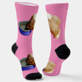 2頭の茶色と白のモルモット飲み込み、靴下 ソックス (傾斜あり)