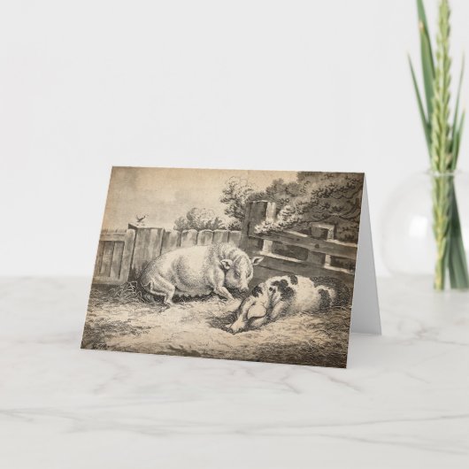 2頭の豚が野外のペンに藁を敷く カード (正面)