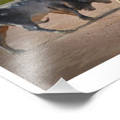 2頭の雄牛の写真 フォトプリント            (角)