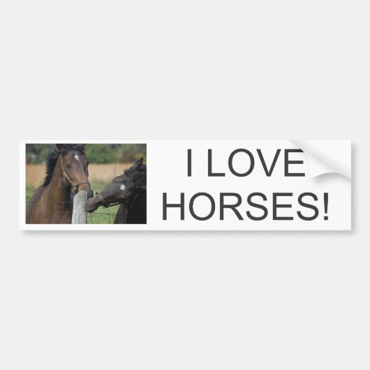 2頭の馬がフェンスの柱を噛む バンパーステッカー (正面)