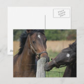 2頭の馬がフェンスの柱を噛む ポストカード (正面/裏面)