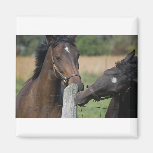 2頭の馬がフェンスの柱を噛む マグネット (正面)