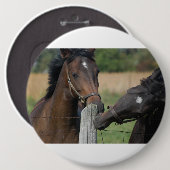 2頭の馬がフェンスの柱を噛む 缶バッジ (正面&裏面)