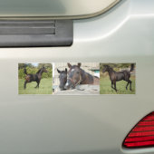 2頭の馬がフェンスを噛む バンパーステッカー (車上)