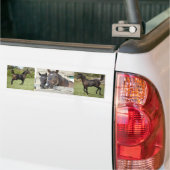 2頭の馬がフェンスを噛む バンパーステッカー (トラック上)