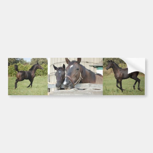 2頭の馬がフェンスを噛む バンパーステッカー (正面)