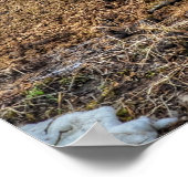 2頭の馬の遊び馬の牧場の写真ウマ科の ポスター (角)