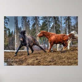 2頭の馬の遊び馬の牧場の写真ウマ科の ポスター