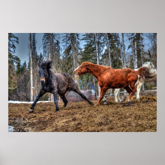 2頭の馬の遊び馬の牧場の写真ウマ科の ポスター (正面)