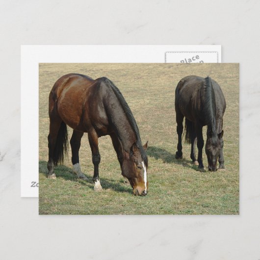 2頭の馬 – はがき (正面/裏面)