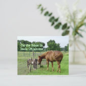 2頭の馬、インオクラホマ州のフェンスの上 ポストカード (スタンド正面)